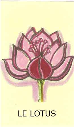 le lotus